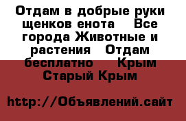 Отдам в добрые руки щенков енота. - Все города Животные и растения » Отдам бесплатно   . Крым,Старый Крым